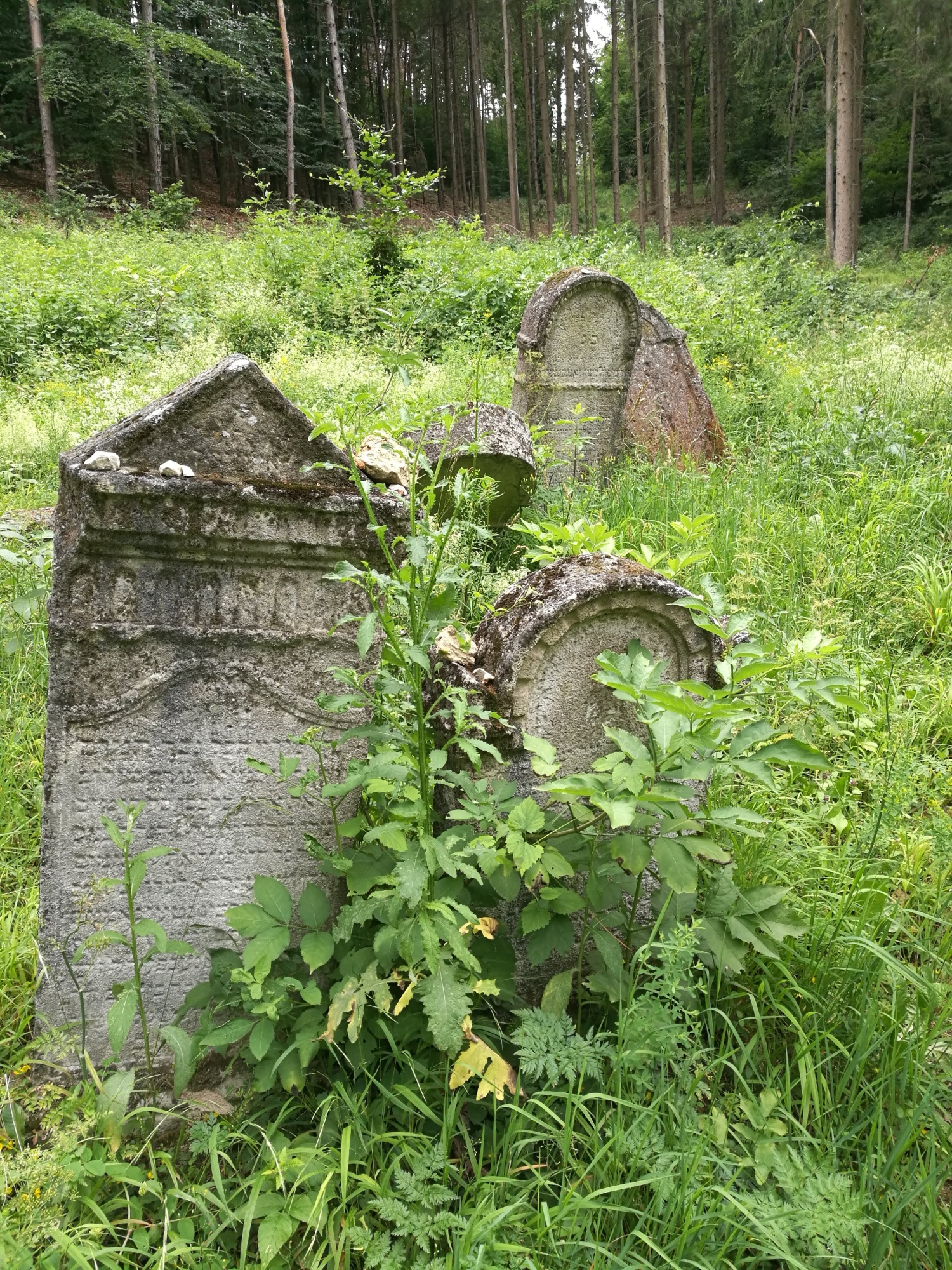 židovský cintorín v lese